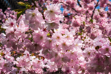 Kirschblüten aus Japan verzaubern den Frühling