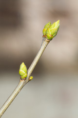 spring branch closeup