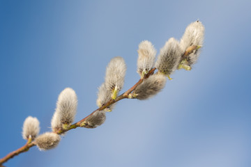 willow branch