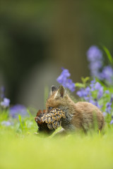 Red Fox - Vulpes vulpes