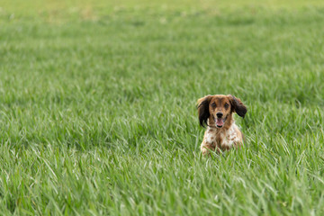 Dachshund © Spanani