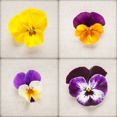 Pansy flowers