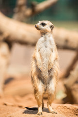 Alert meerkat standing on guard