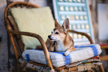 lovely white brown dog lying on a wooden chair waiting for owner
