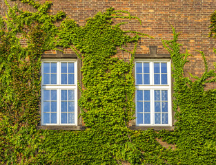 Classic old window with ivy growing on wall of bricks