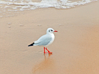 Lachmöwe im Schlichtkleid am Ostseestrand