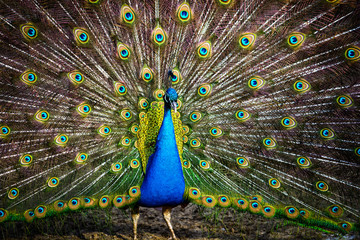 Pfau, ein Rad schlagend