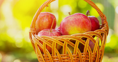 Organic apples in basket in summer grass. Fresh apples in nature
