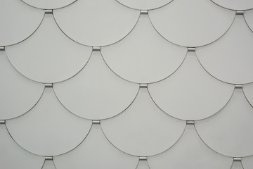 White Scallop Background Close Up