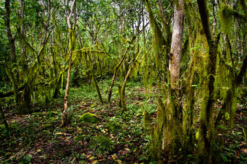 Beautiful green mysterious mossy forest in Santa Cruz island