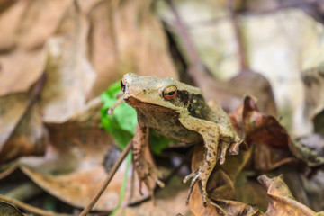 Frog on a tree