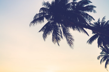 Silhouette palm tree