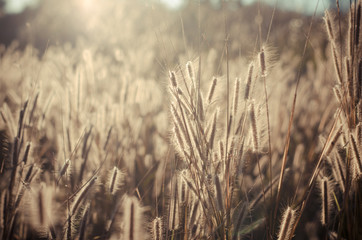 Obraz premium Pennisetum pedicellarum weed plant flower