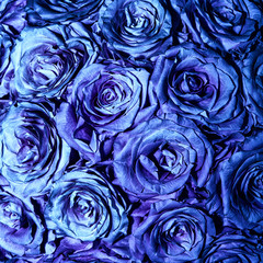 Fototapeta na wymiar Blue rose background