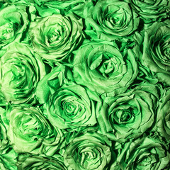 Obraz premium Green rose background