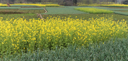 Obraz premium rape flowers in chengdu, china