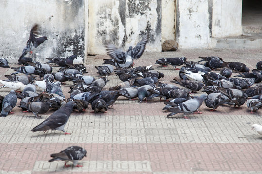 Doves group on street