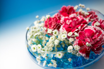 カーネーション