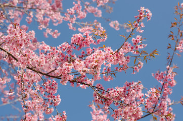 Wild Himalayan Cherry, Prunus cerasoides
