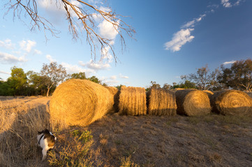 Cat stalking in hay rolls