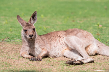 Fototapeta premium カンガルー