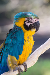 ルリコンゴウインコ