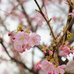beautiful pink cherry blossom (Sakura)