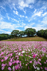 コスモス畑＠佐世保市展海峰