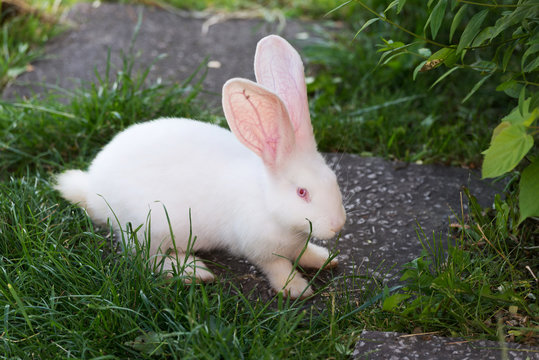 Funny white rabbit in grass.