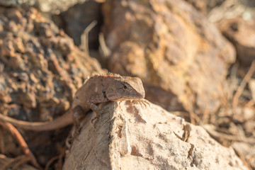Green crested lizard