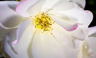 Fototapeta na wymiar White Rose Macro Flower