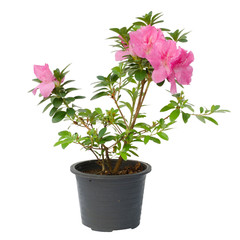 azalea blooming on tree isolated on white background