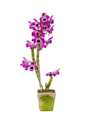 Fototapeta na wymiar Nobile orchid isolated on white background