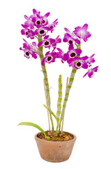 Nobile orchid isolated on white background