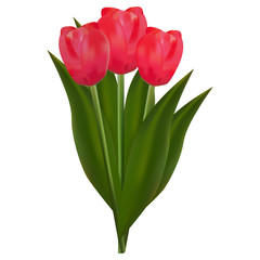 Bouquet of red tulips, vector illustration