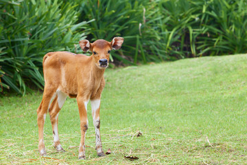 Naklejka na ściany i meble Little calf grazing on the green grass