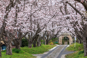 Fototapeta na wymiar 桜のアーチ＠佐賀県武雄市