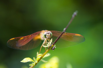 Resting orange dragonfly