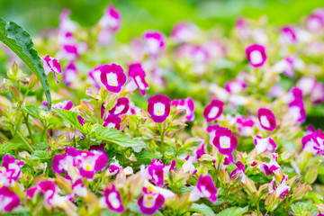 pink begonias flower