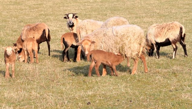 Schafe, Lämmer, Ton, Landwirtschaft, Frühling, Kamerunschafe