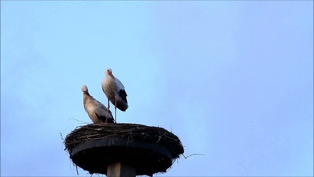 Storchenpaar im Nest 