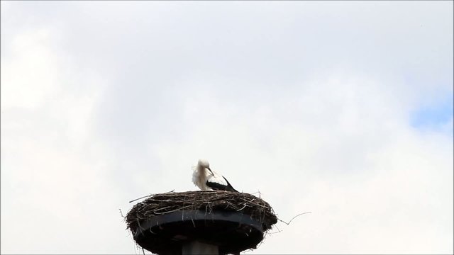 Storch allein im Nest im April