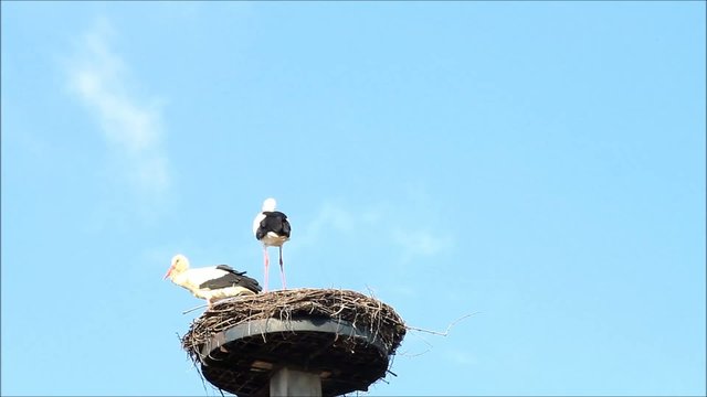 St&ouml;rche Storch Wei&szlig;storch im Nest