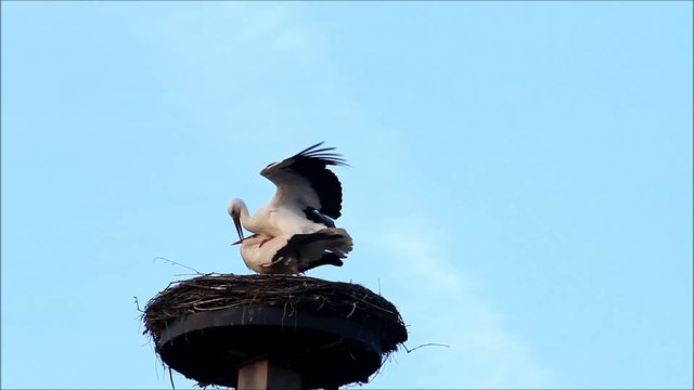 Storch Kopulation, wei&szlig;st&ouml;rche, ciconia ciconia