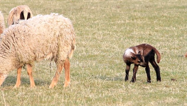 Tierbaby lamm schaf auf der Wiese