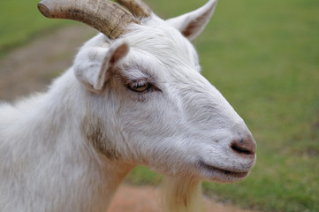 ヤギのポートレート