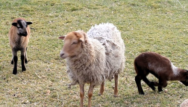 Schafe, Lämmer, Frühling, Familie 