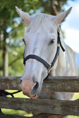 馬のポートレート