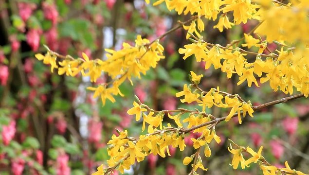 「Forsythie」の写真素材 1,807件の無料イラスト画像 Adobe Stock