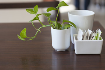 decorative plant on breakfast table with sugar pack and white co